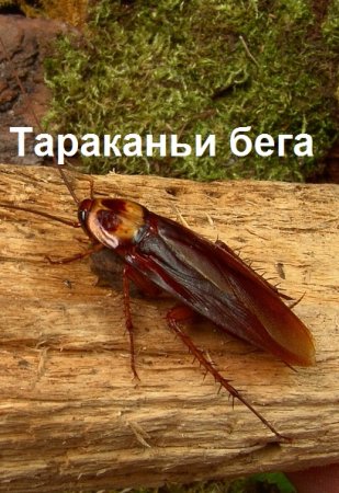 Вит Литвин. Цикл книг - Тараканьи бега